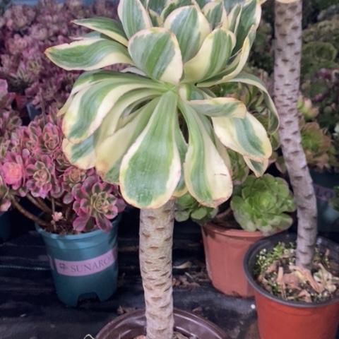 燕姿锦多肉植物044