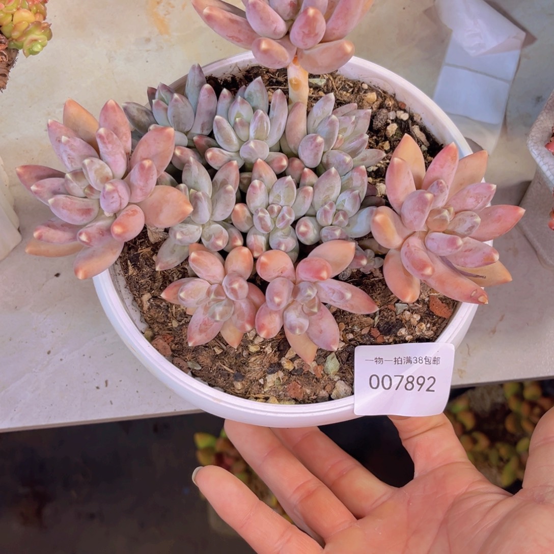 多肉一物一拍7892