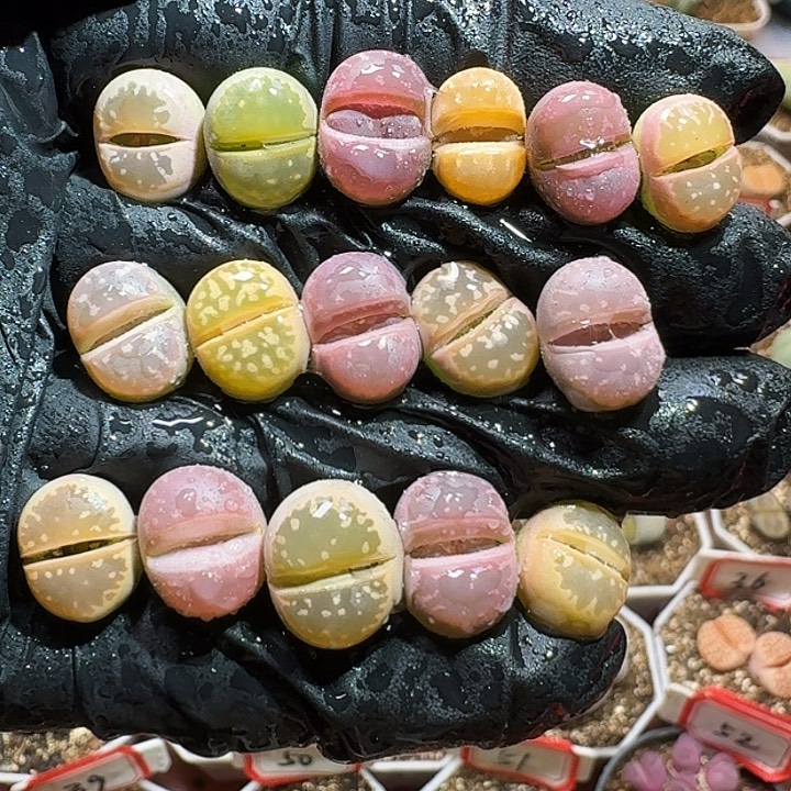 生石花223:：：：。  90