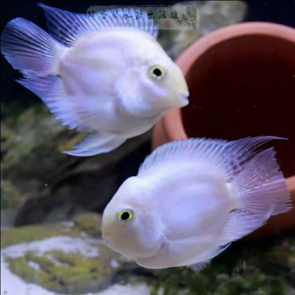 小型迷你鹦鹉鱼热带耐活好养繁殖快淡水鱼淡水鱼观赏鱼