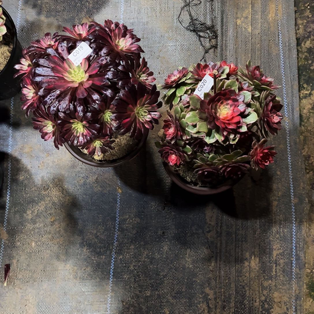 陶***陶完全开放多肉植物019.020黑魔锦，黑天鹅