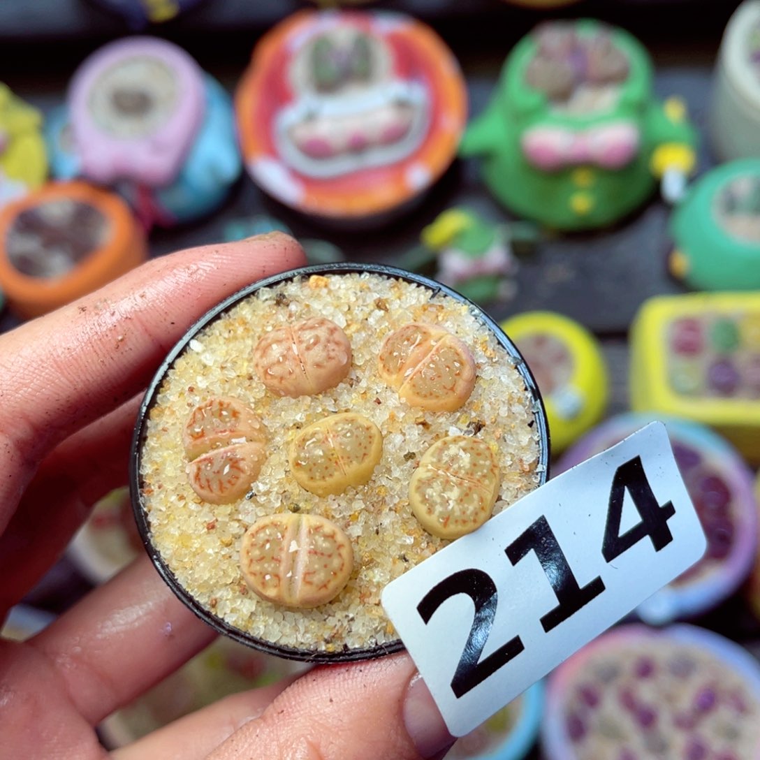 214生石花带盆发