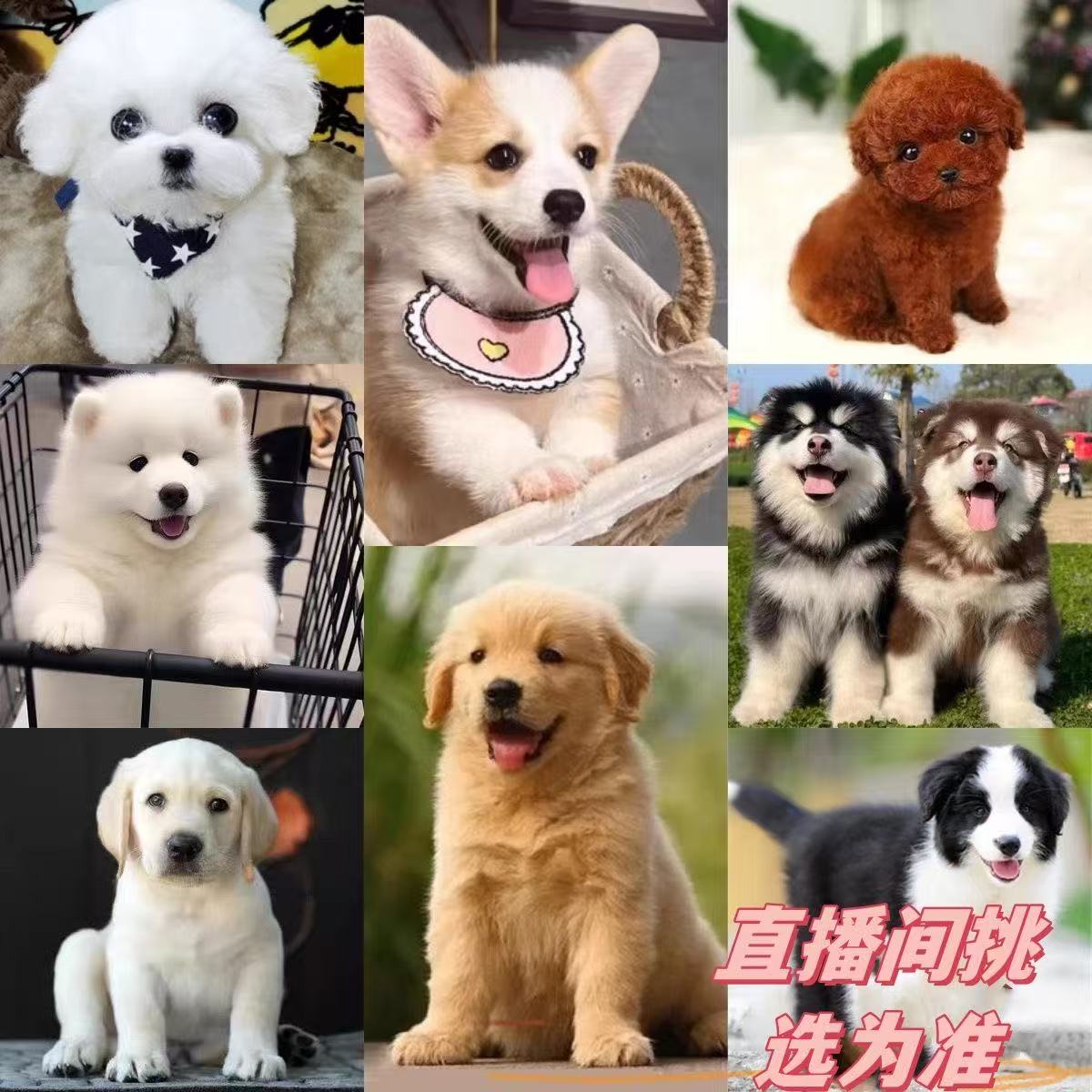 多品种狗狗挑选适合家庭饲养的可爱伙伴