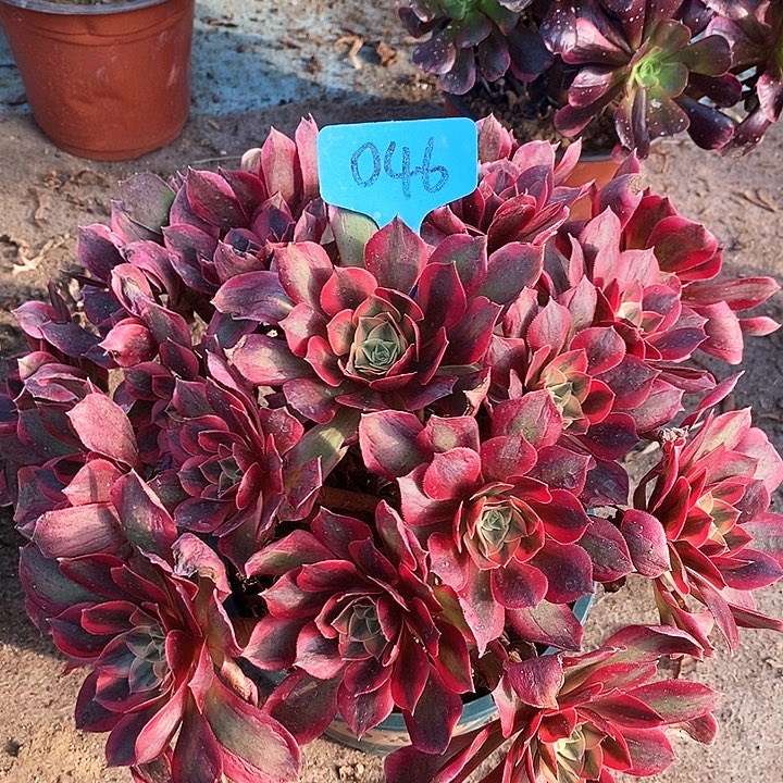 046 一颗女妖法师多肉