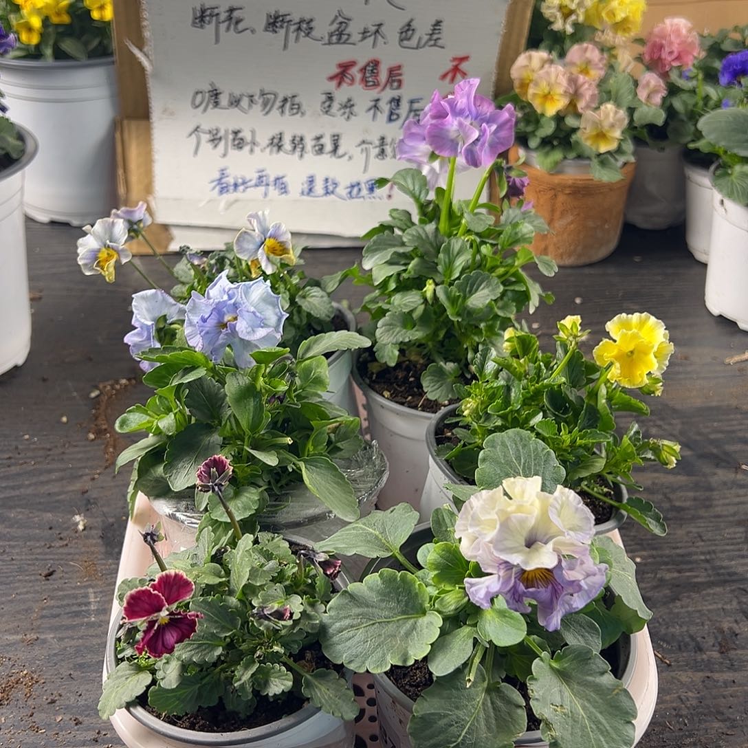 大部分花苞少量开放262号