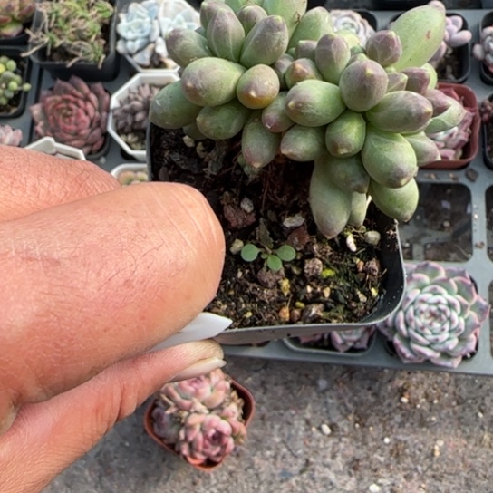 278千代田缀多肉植物