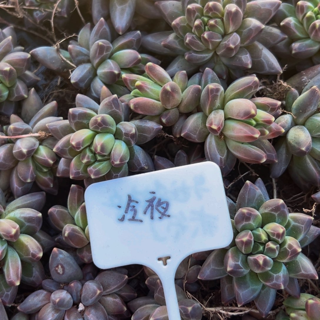 6颗大小不等H好好好