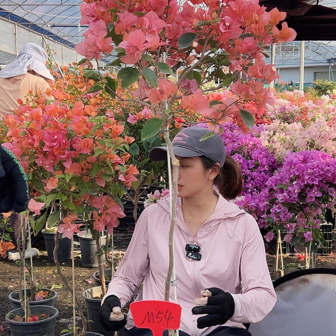 我***人大部分花苞少量开放M54波妹