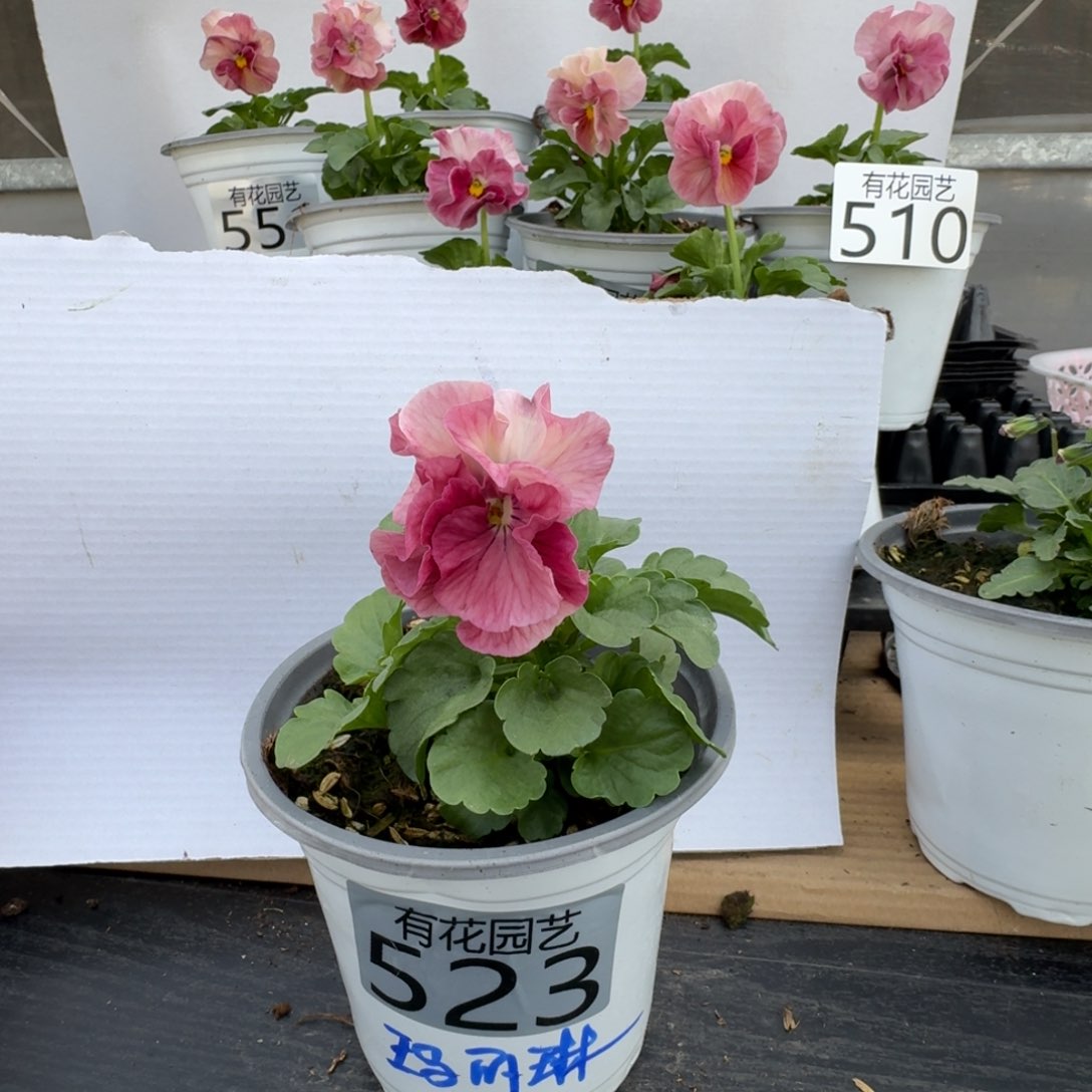 无花朵523号角堇