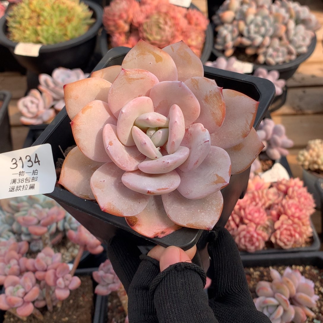 10.5厘米奶茶多肉3134