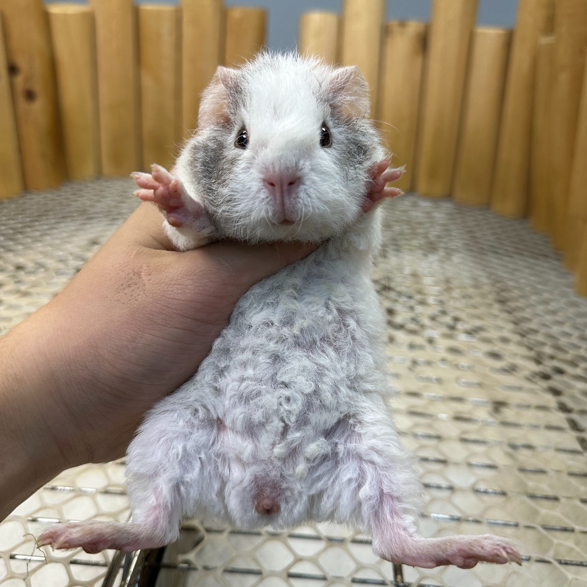 23对称脸白美泰弟弟京东快递包邮豚鼠