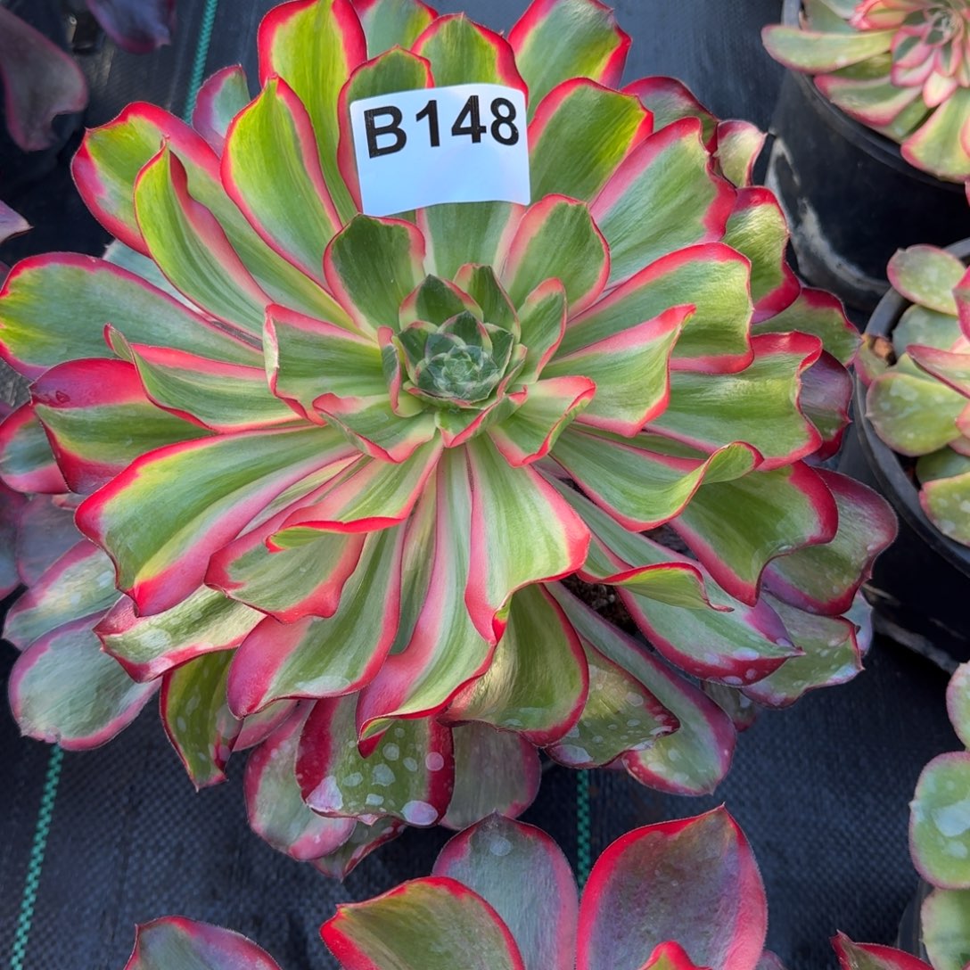 常****148多肉植物红魔女法师