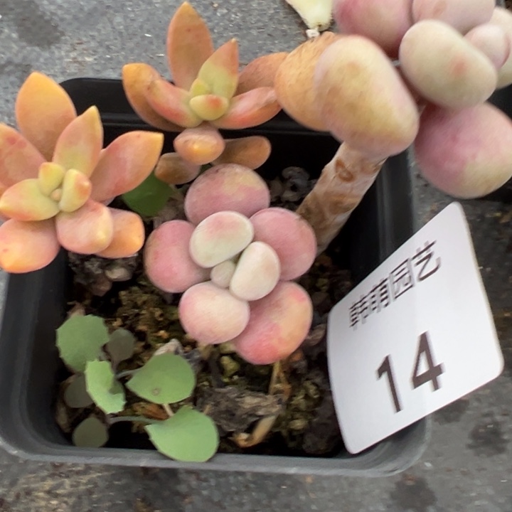 ****ᵔ14多肉植物多肉植物