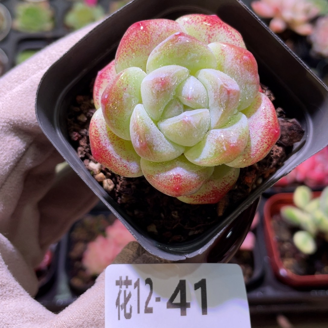 花利美12-41冰玉单头