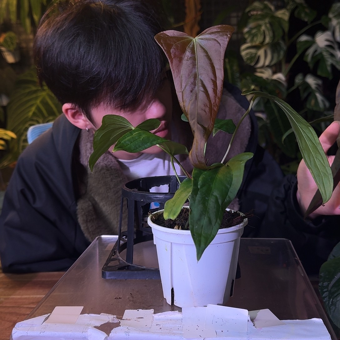 不开花植物G602平克力杂希尼亚