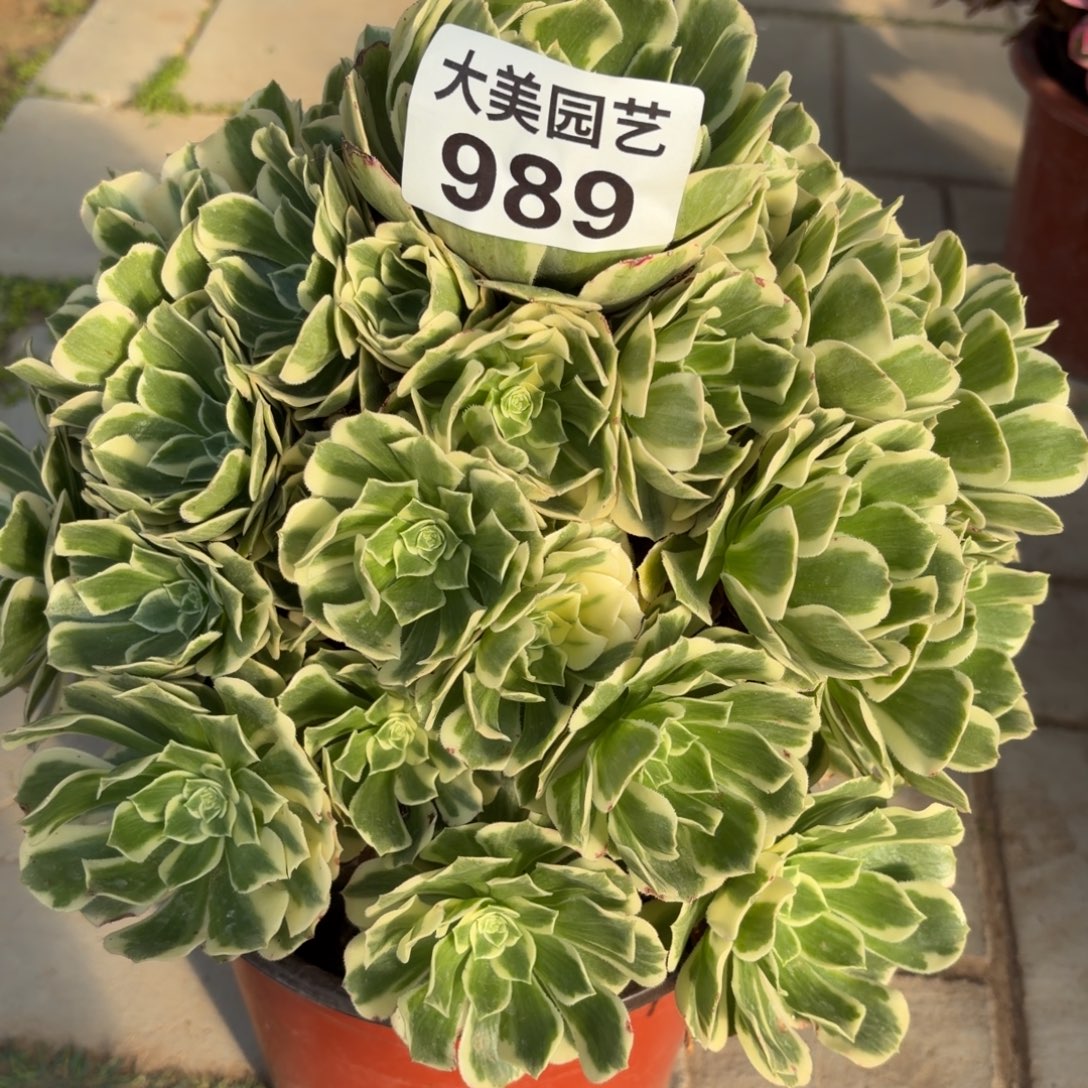 自***长肉迈巴赫老桩989肉肉肉肉