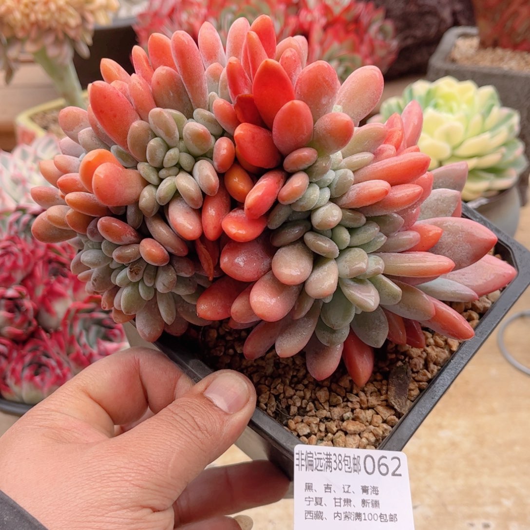 062粉兔缀德华多肉