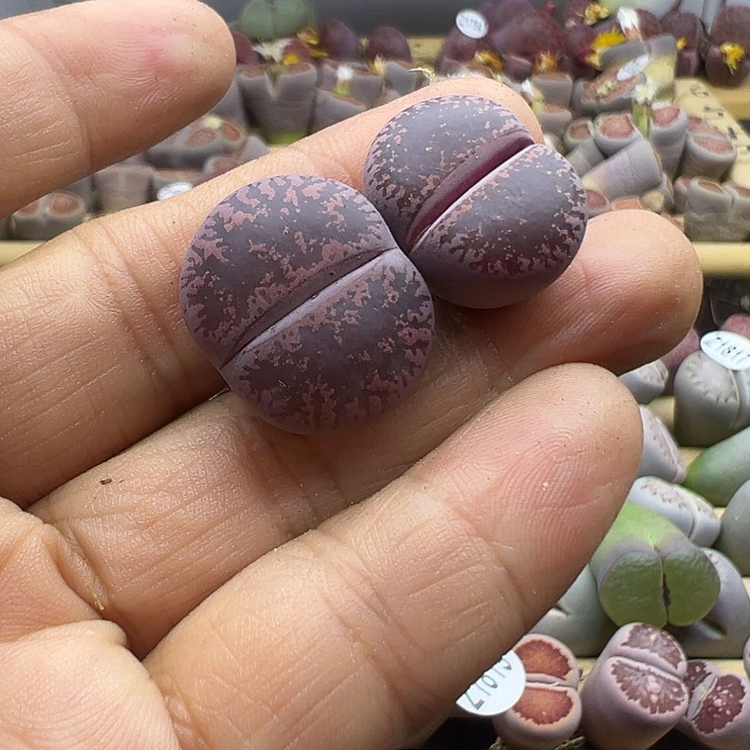1830 生石花下播福利炸酒红初代杂f2