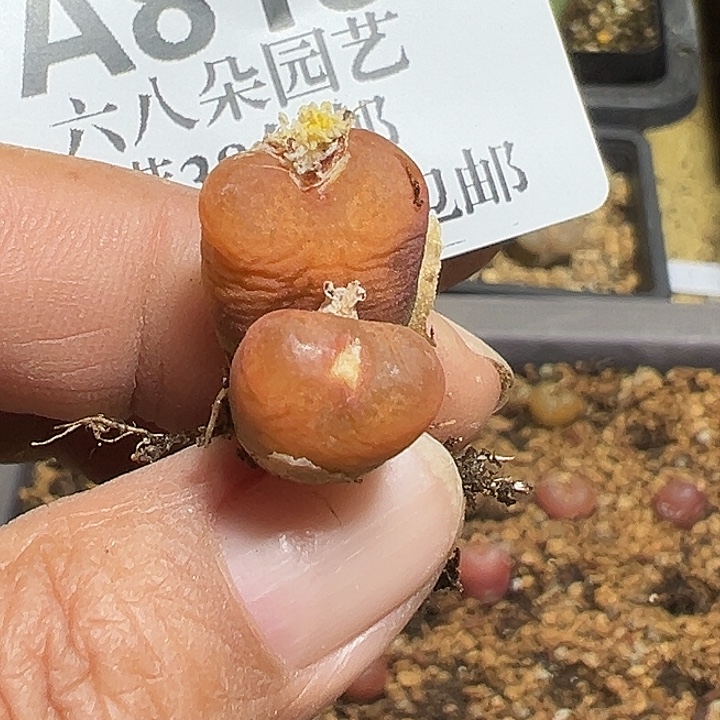 俩***！813号吕氏毛多肉植物