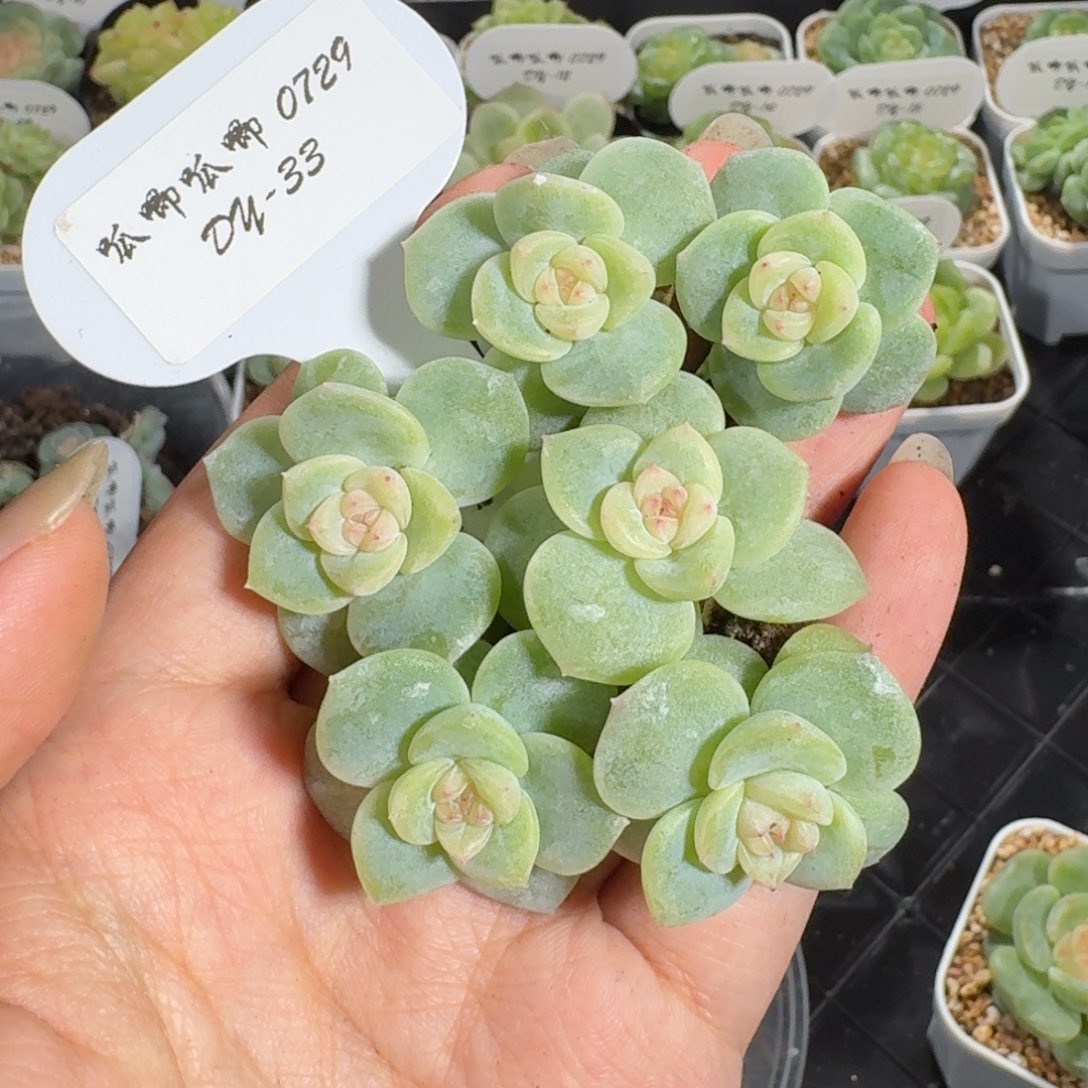 0729-033-生椰拿铁（七天售后）