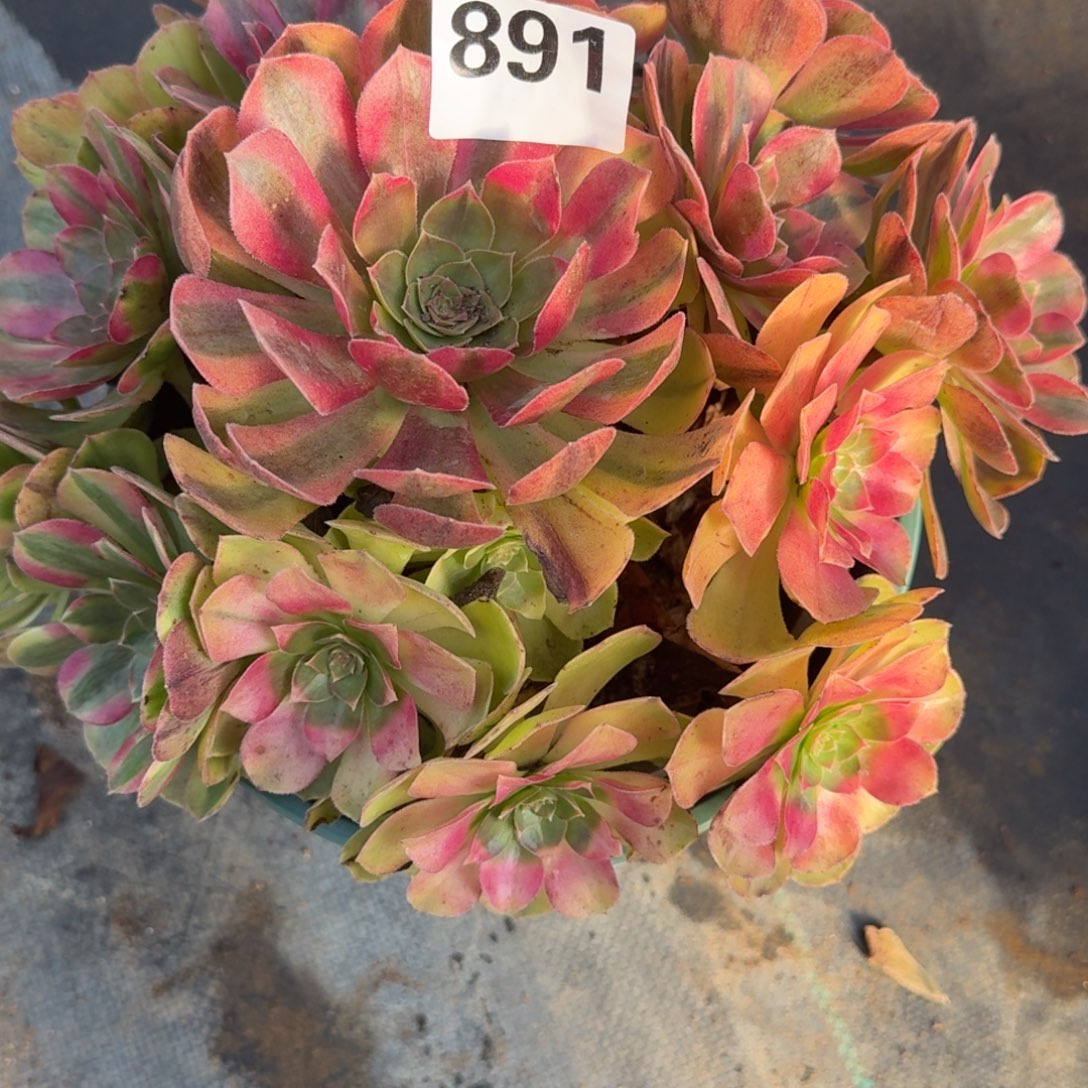 老庄雨河多肉植物891