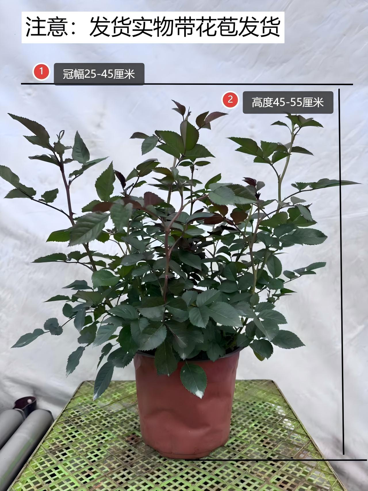 180大盆多色月季一盆