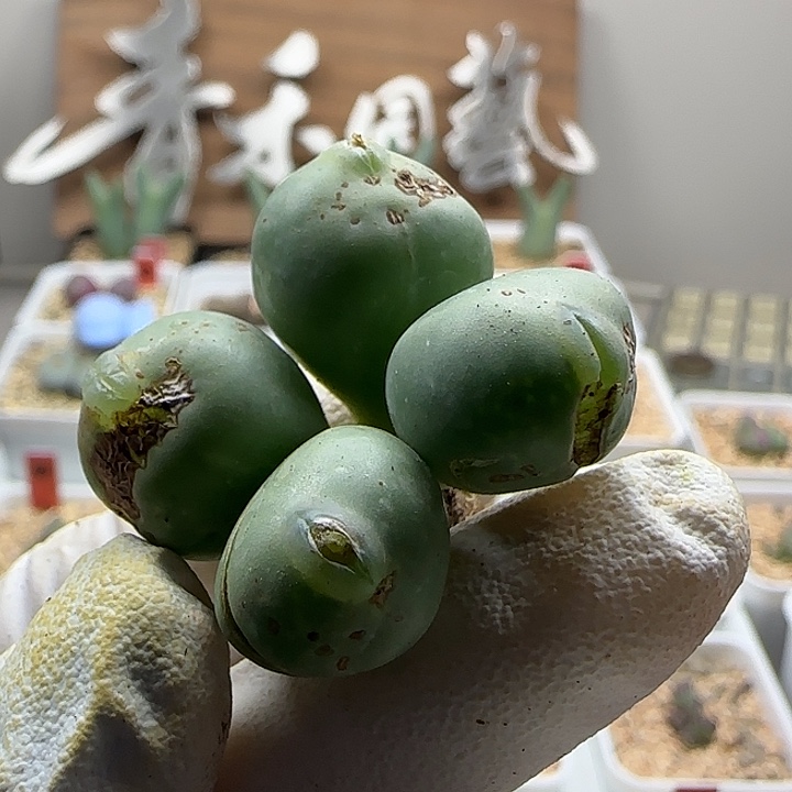 "***!11-18当天满38包邮玻尿酸海豚嘴拳拳1.6cm