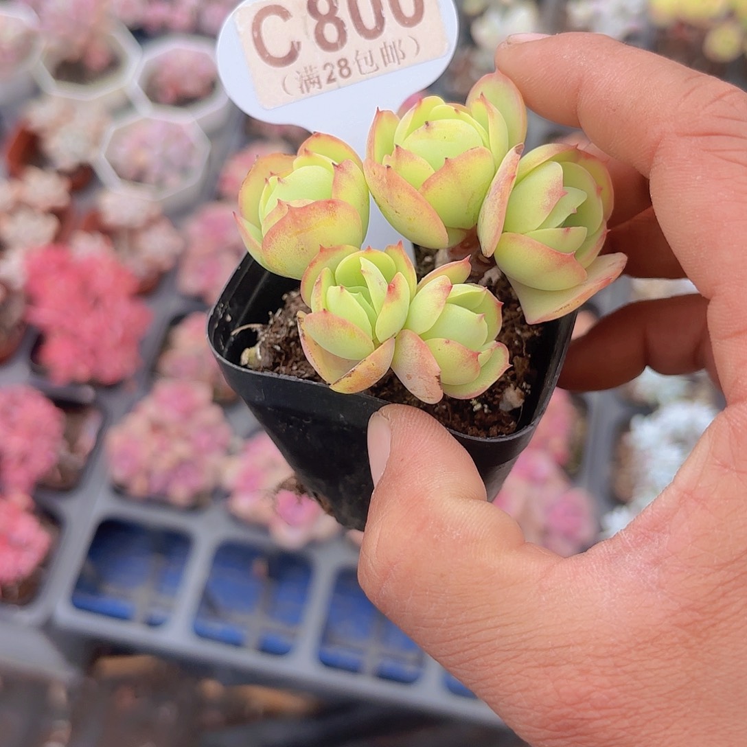 C800鸡蛋碧桃一物一拍
