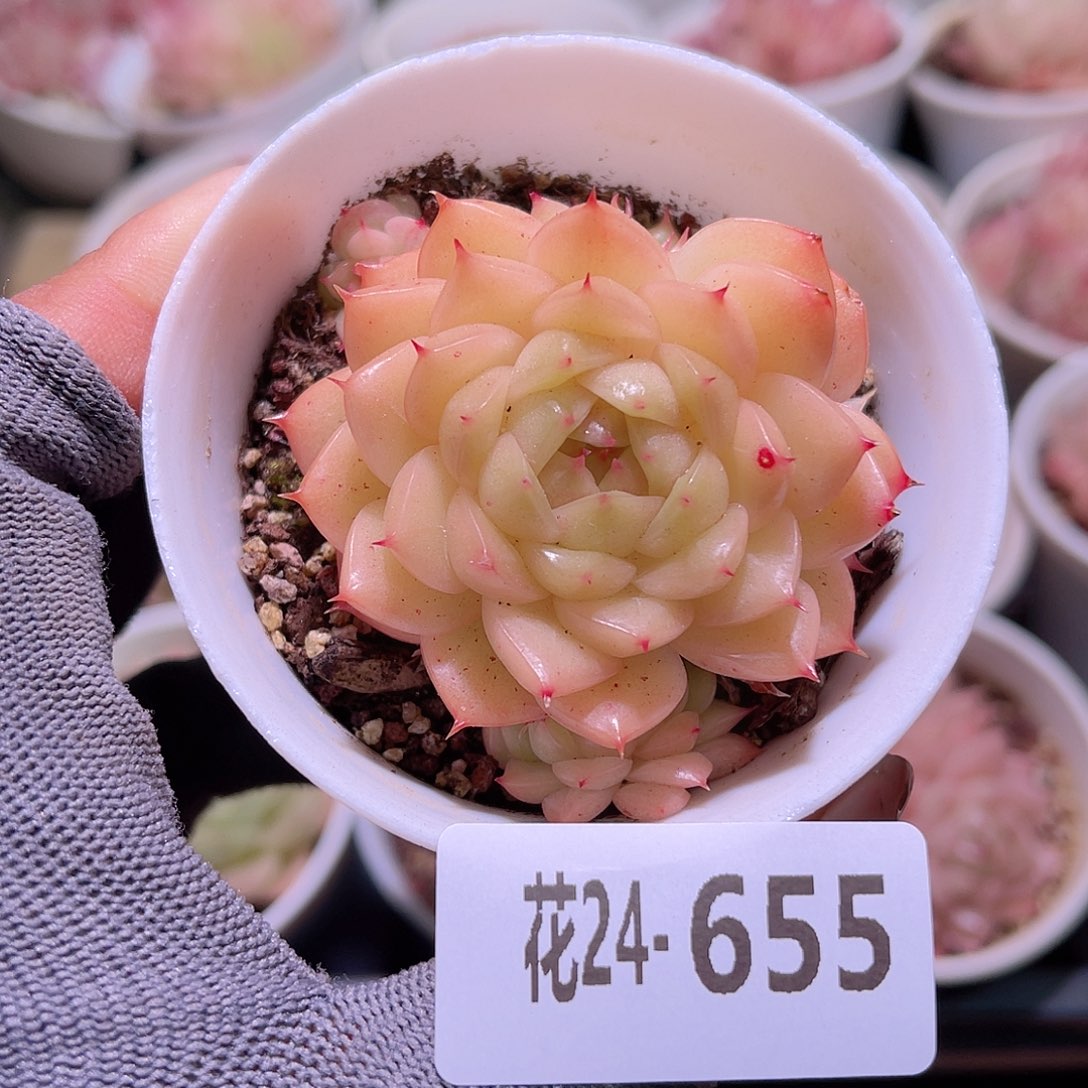 花24-655海王带仔