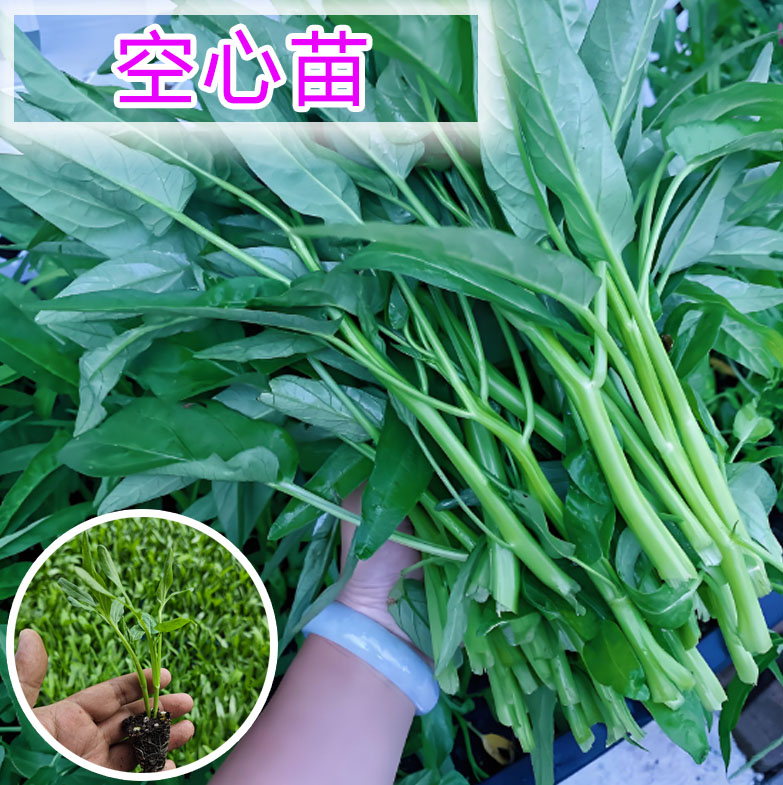 空心菜苗三叉空心菜秧苗带土大叶空心菜苗通心菜苗柳叶空心菜苗子