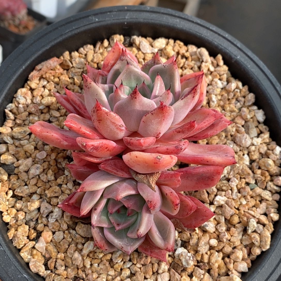 精品多肉一物一拍不包整013