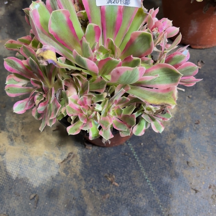 瑞妈多肉园艺378。