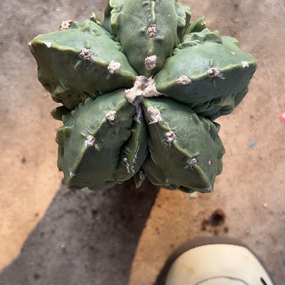 ****声实生鸾凤玉一物一拍