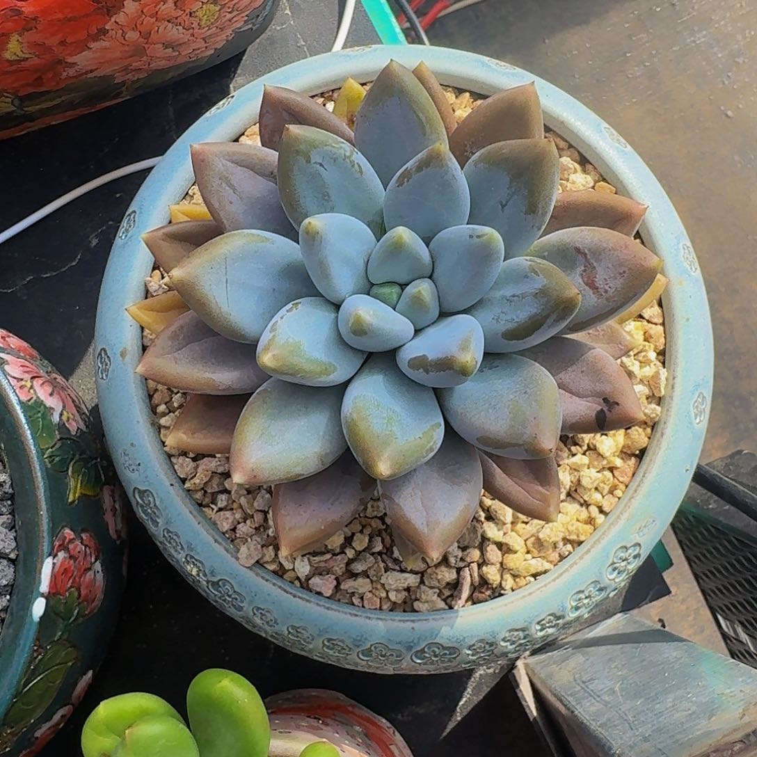 黄胖体 哥特 单头 一物一拍