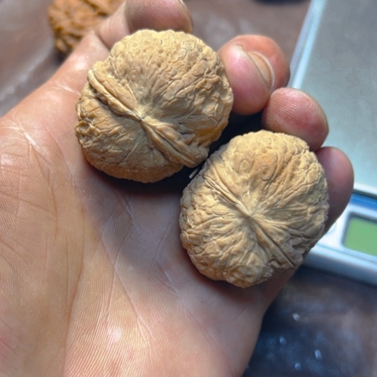 文玩核桃把件卡40腊肉元宝10号