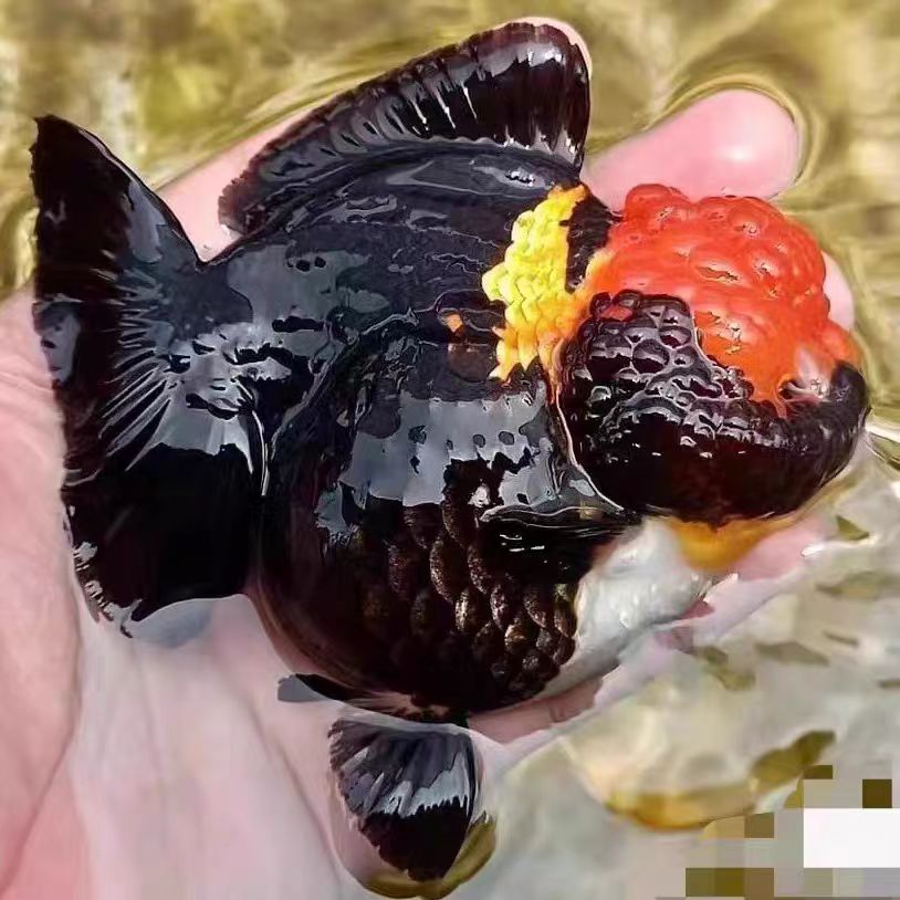 精品玛丽金鱼兰寿观赏鱼淡水广温鱼渔场直销包邮包活