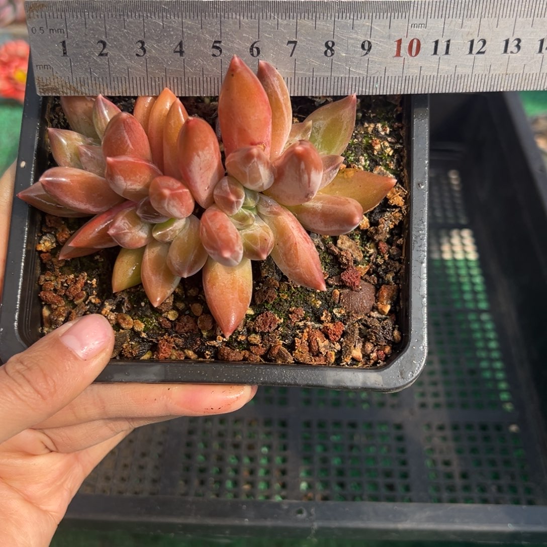 表妹精品多肉植物096.