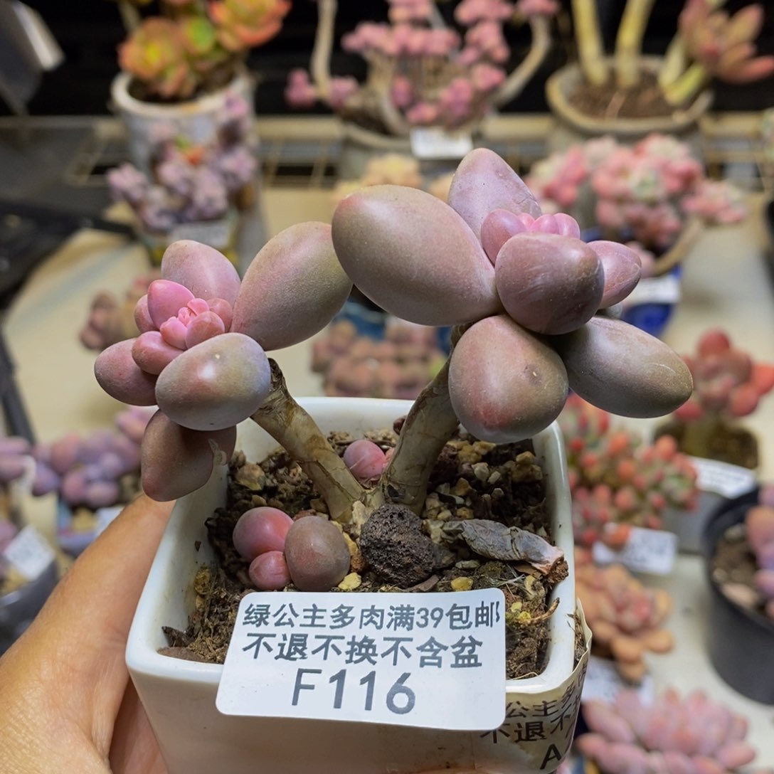 116糖果美人多肉6c m