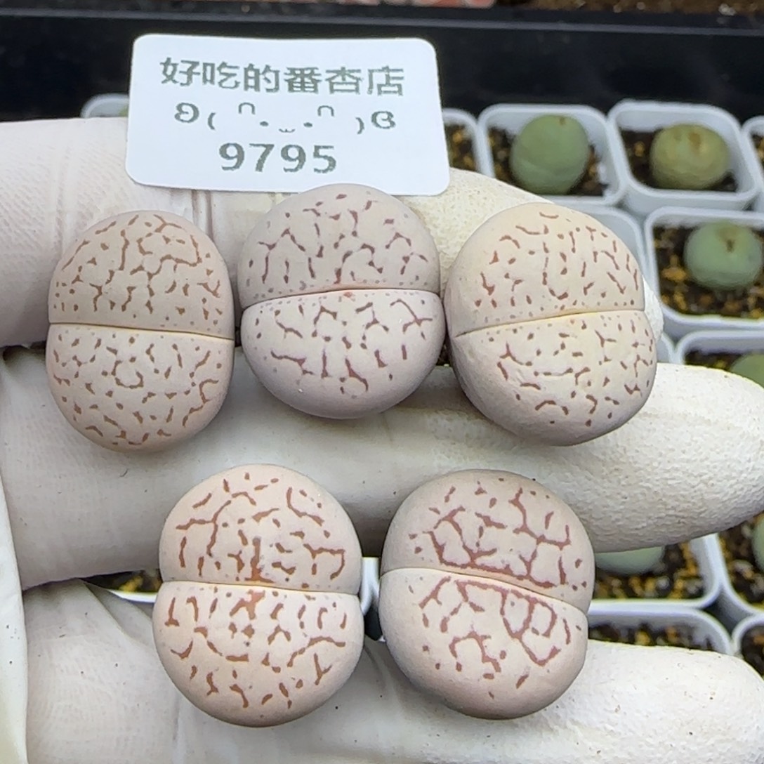 9795。默认脱土。18包邮。偏远88包邮