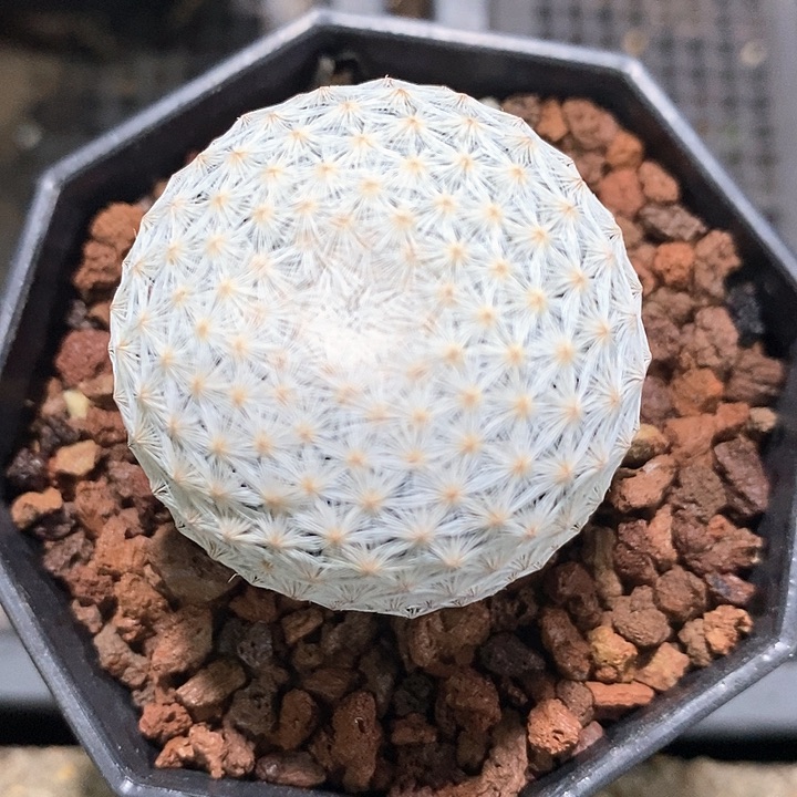 孤品实生日系大单头白鸟3.7cm