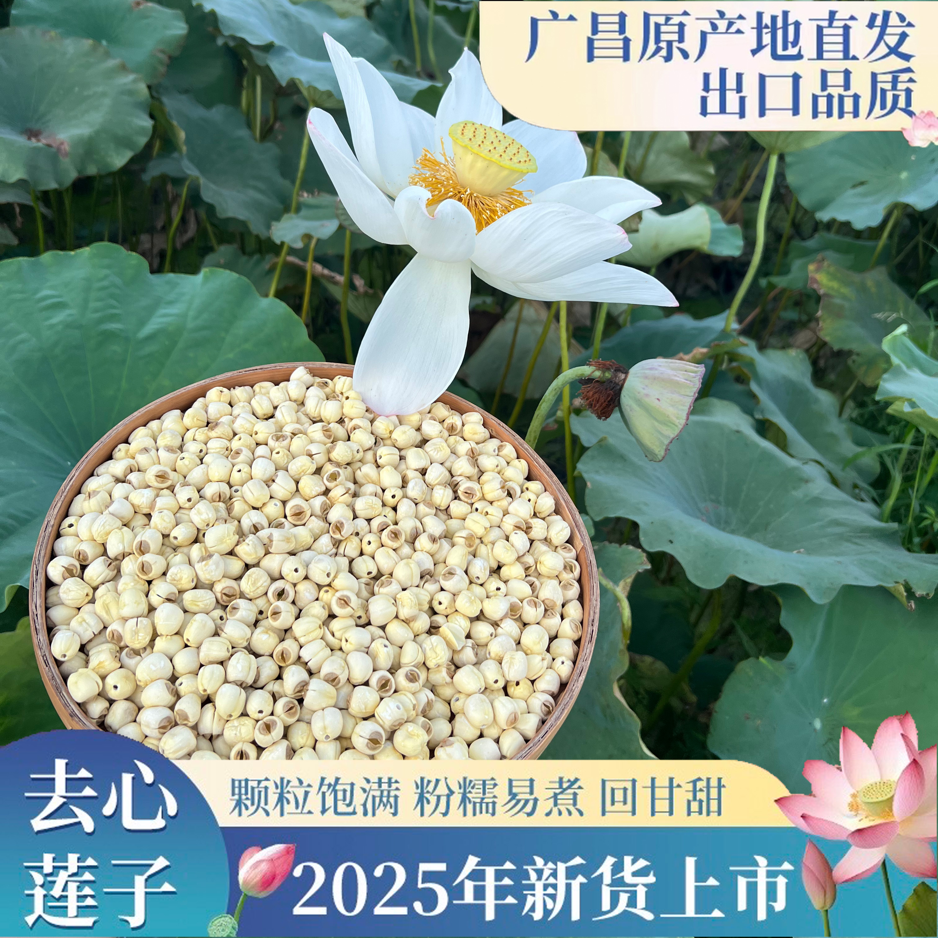 莲子2025年新货江西广昌去芯手工白莲无熏硫无漂莲子广昌莲子干货