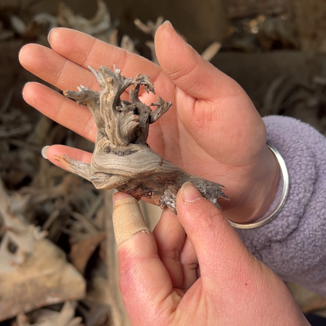 柏木（崖柏）用****5文玩崖柏