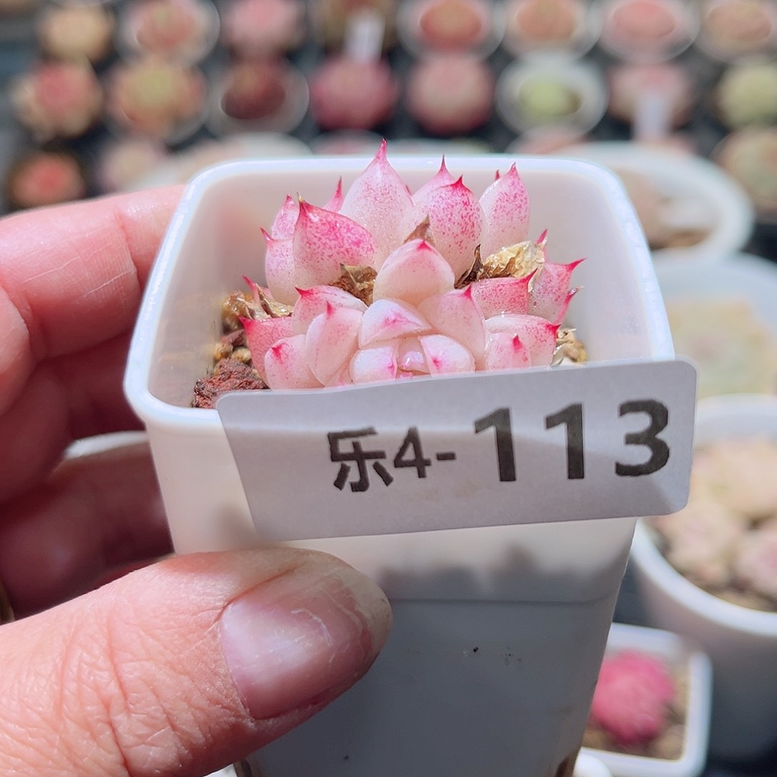 乐4-113 美瞳双头 