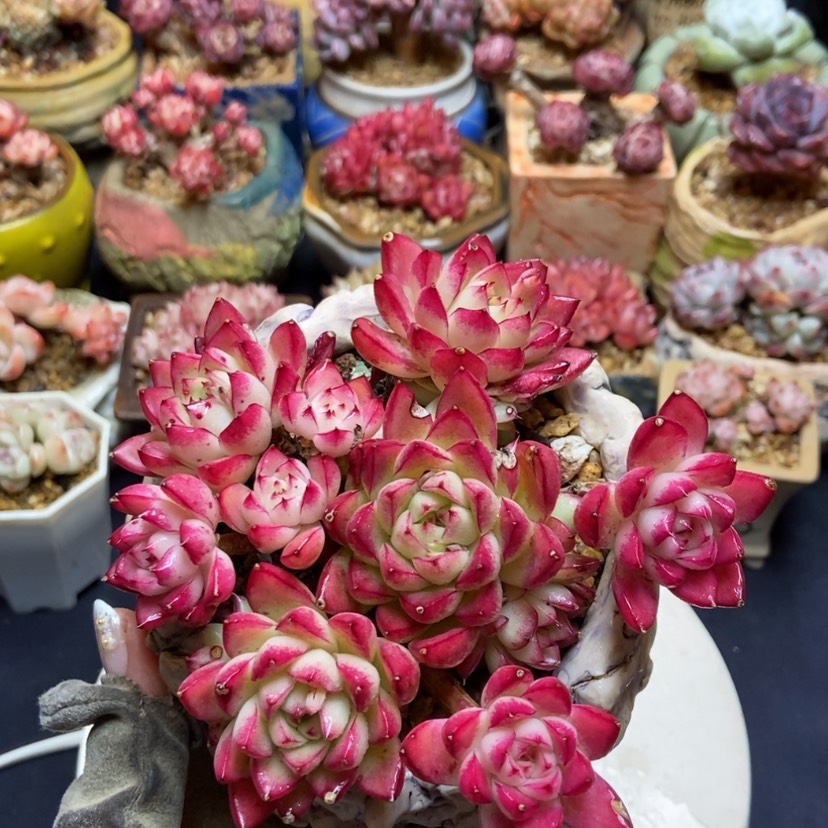 【闪购商品】女王群