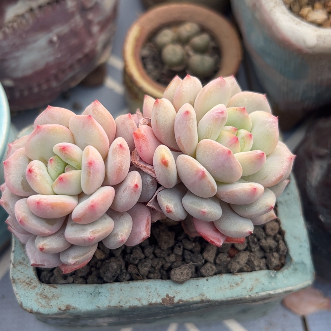 星星橙双头多肉植物