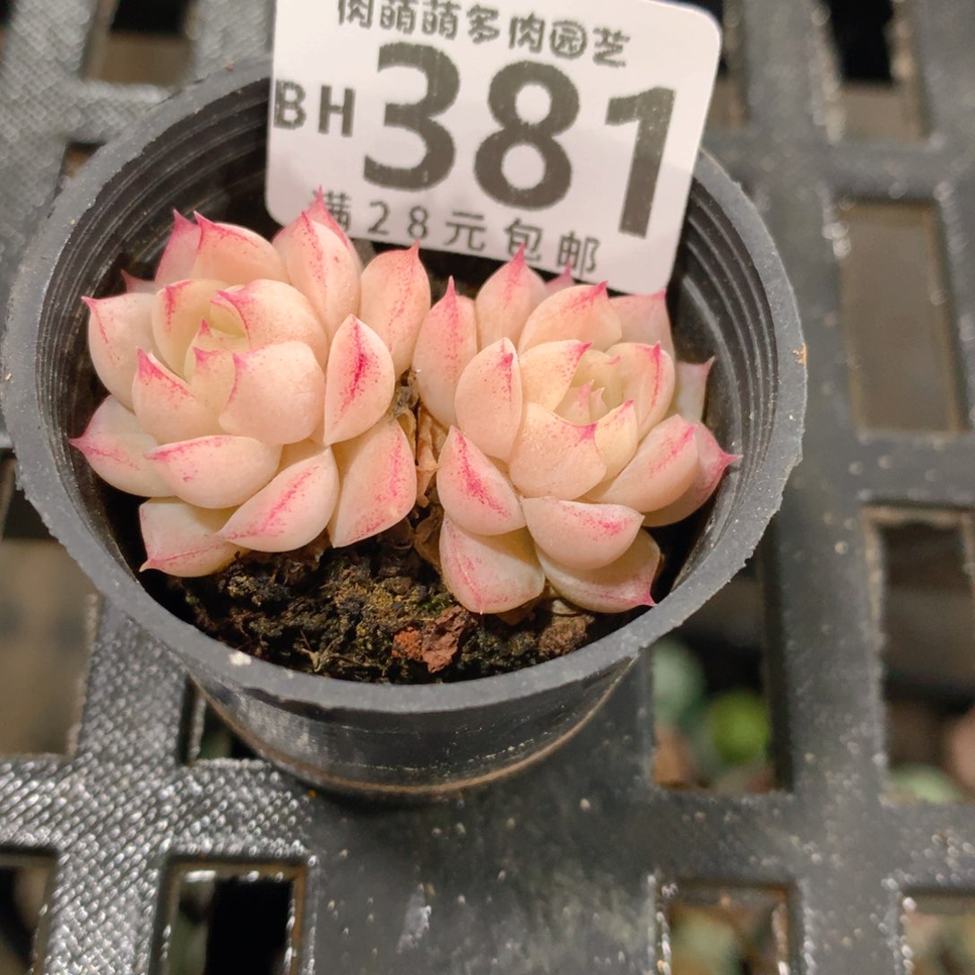 肉萌萌5cm拇指盆精控多肉BH381