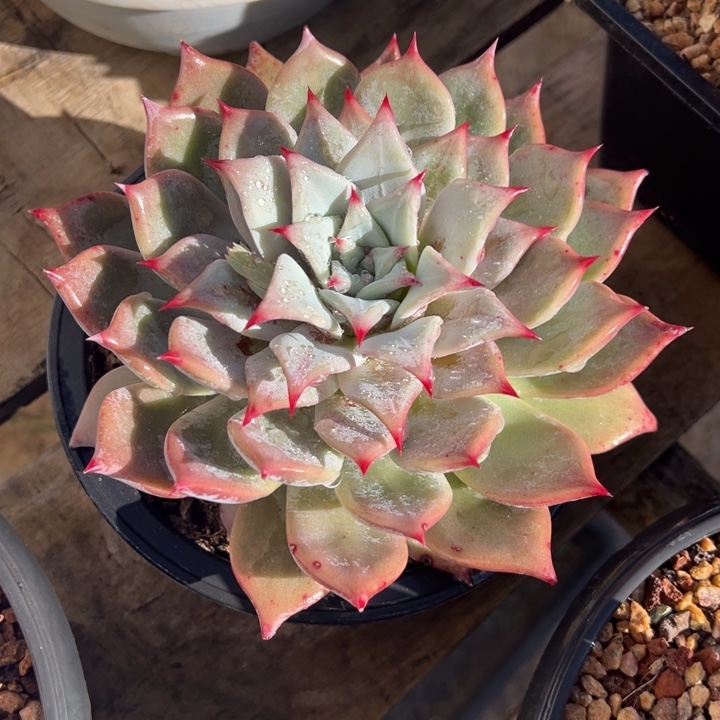 祖母绿 变异 单头