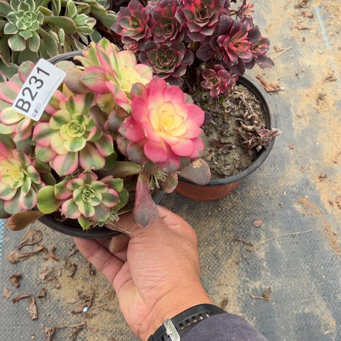 231五颗组合多肉植物法师