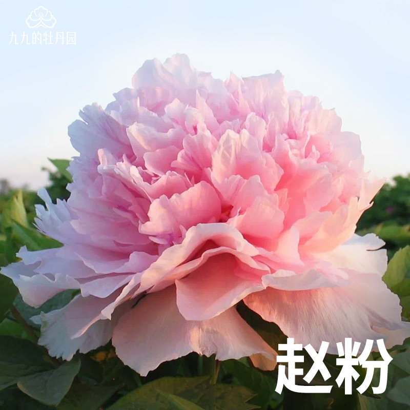 赵粉-重瓣大花牡丹花苗盆栽正宗洛阳牡丹大苗室内阳台庭院花卉