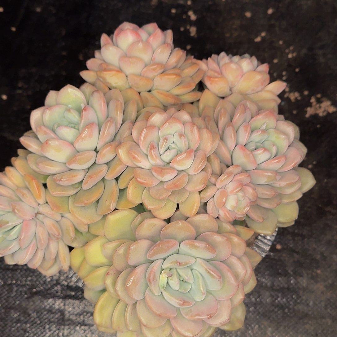 胡****肉韩剧土土小杨小杨太可怜了